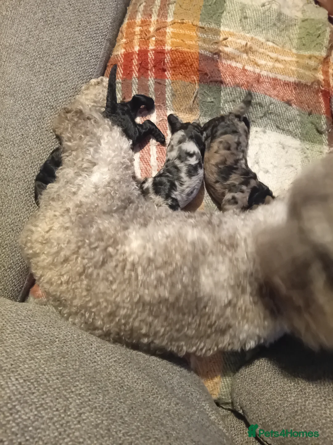 Mixed Breed dogs for sale: Tilly, black and silver - Advert 2