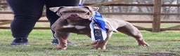 Olde English Bulldogge dogs for sale: Ex Champion Show girl for rehome PET HOME ONLY - Advert 1