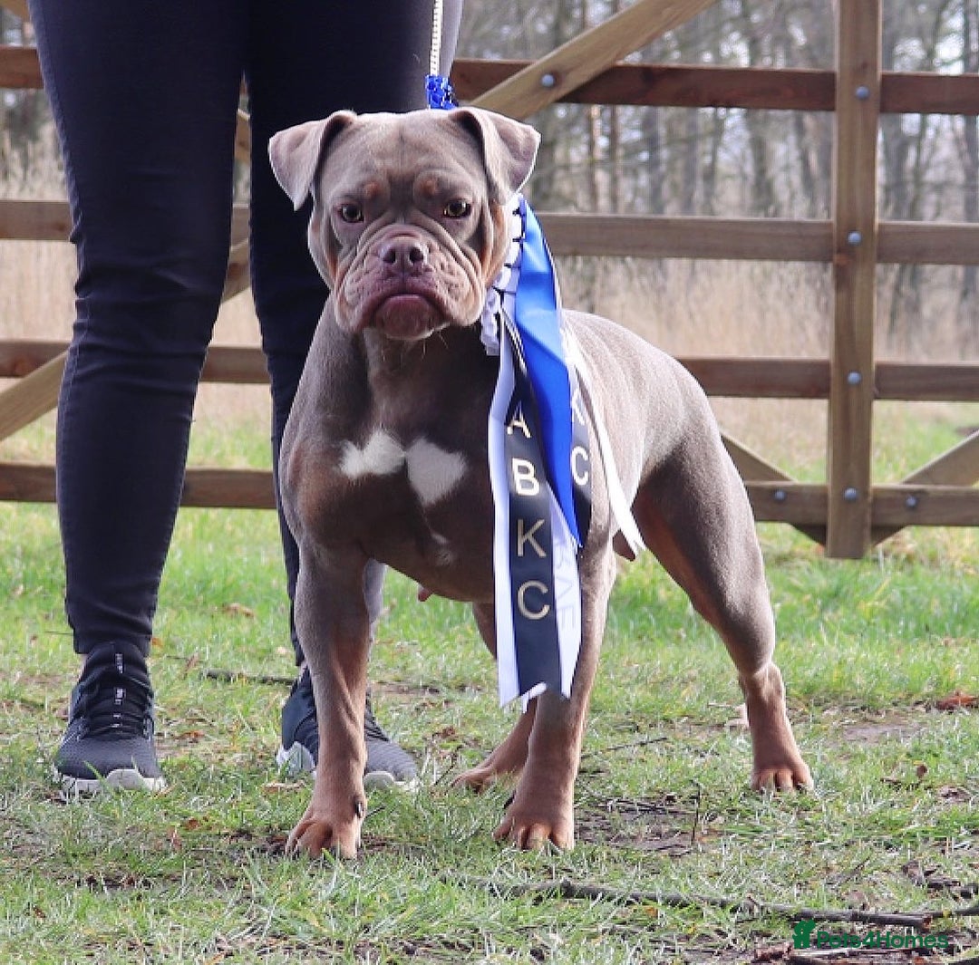 Olde English Bulldogge dogs for sale: Ex Champion Show girl for rehome PET HOME ONLY - Image 1
