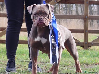 Olde English Bulldogge dogs - Advert 11