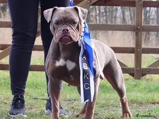 Olde English Bulldogge dogs Ex Champion Show girl for rehome PET HOME ONLY - Advert 11