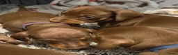 Dachshund dogs for sale: 5 beautiful pups - Advert 9