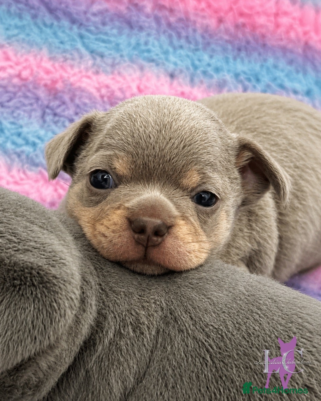 Chihuahua dogs Kc registered chihuahua pups  - Advert 11