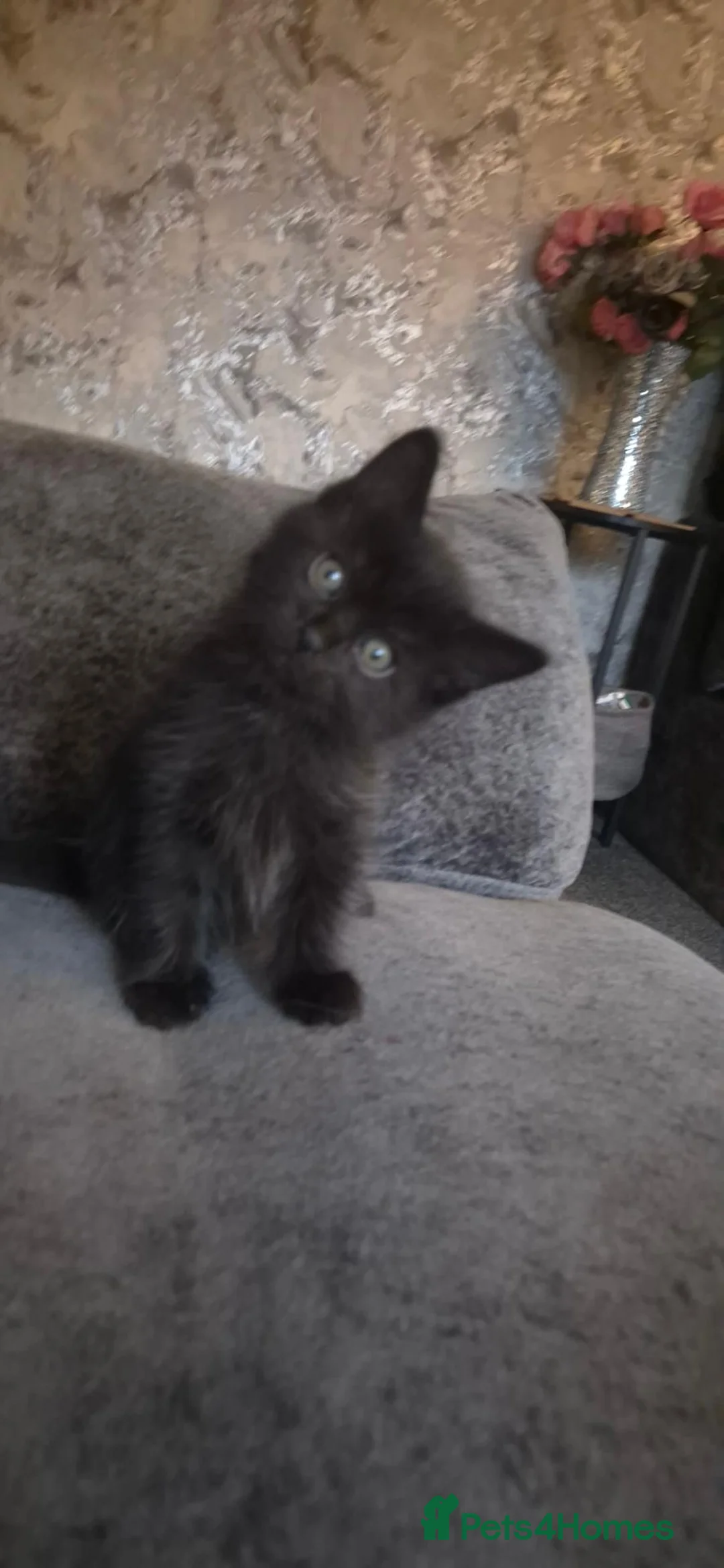 Mixed Breed cats for sale: 2 male and 1 female kittens, ready now - Advert 2