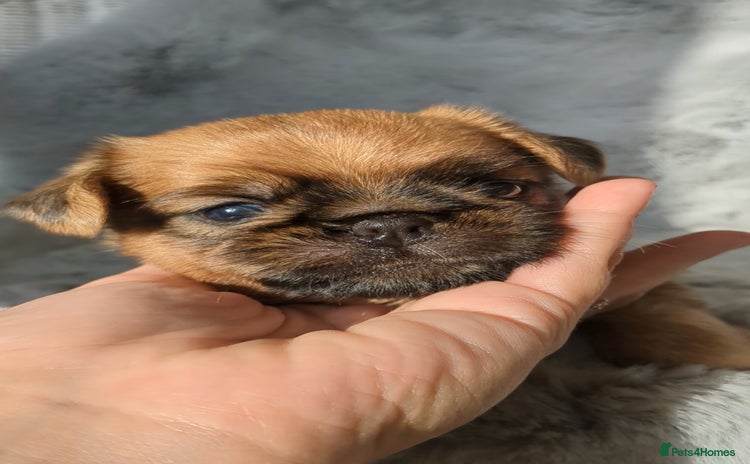Griffon Bruxellois dogs - Advert 1