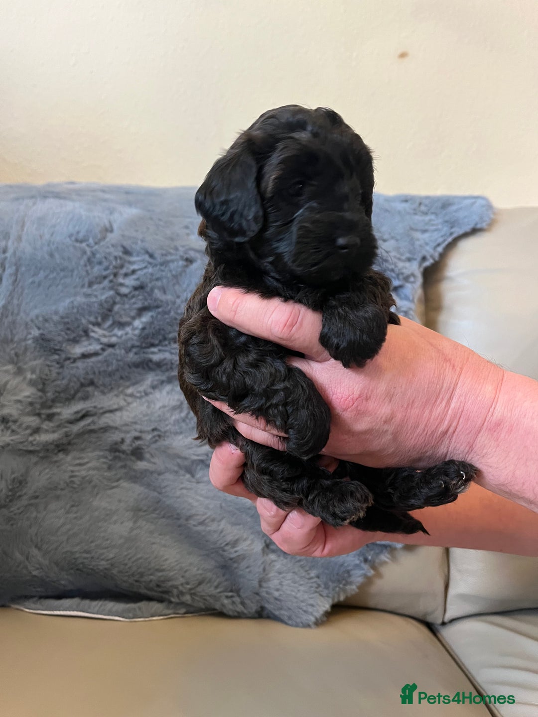 Shihpoo dogs for sale: beautiful shihpoo litter - Image 25