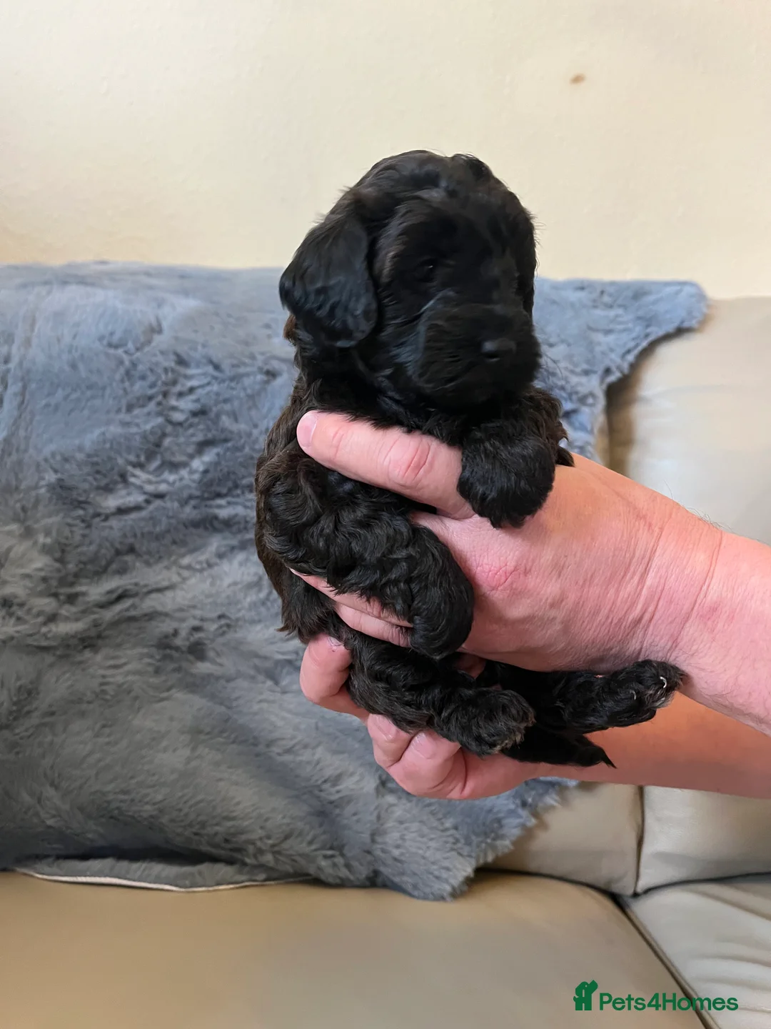 Shihpoo dogs for sale: 1 girl left shihpoo puppy fully vaccinated  - Advert 27