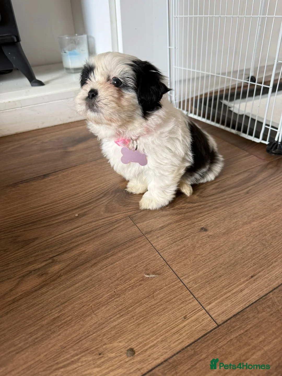Shih Tzu dogs for sale: Shih tzu puppies ready for their forever home  - Advert 24
