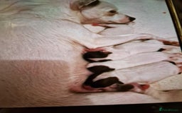 Mixed Breed dogs for sale: Jackchis - Advert 1