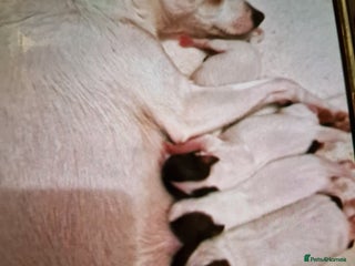 Mixed Breed dogs Jackchis - Advert 1