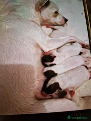 Mixed Breed dogs Jackchis - Advert 2