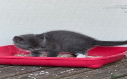 British Shorthair cats for sale: British shorthair kittens  - Image 7