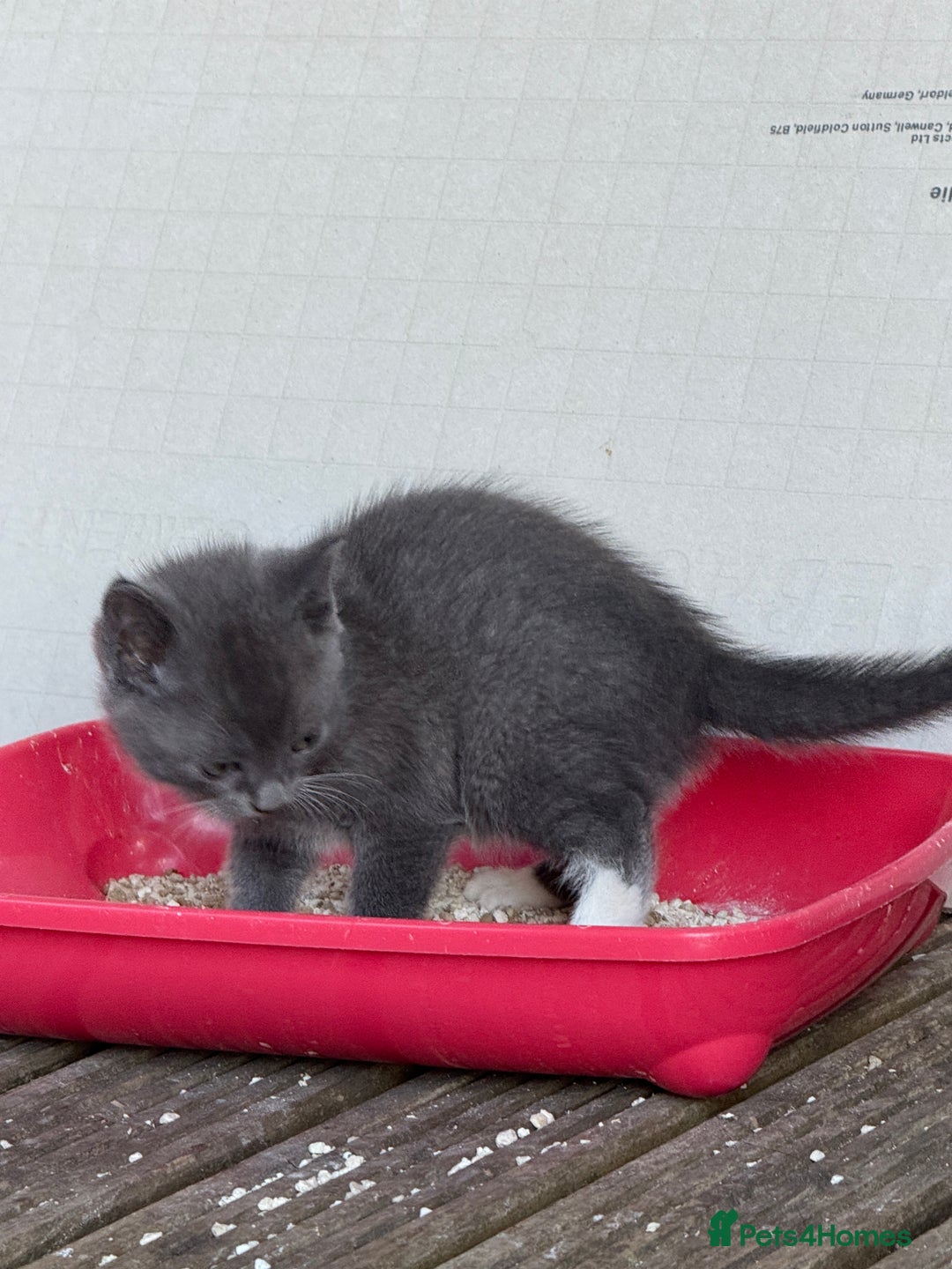 British Shorthair cats for sale: British shorthair kittens  - Image 7