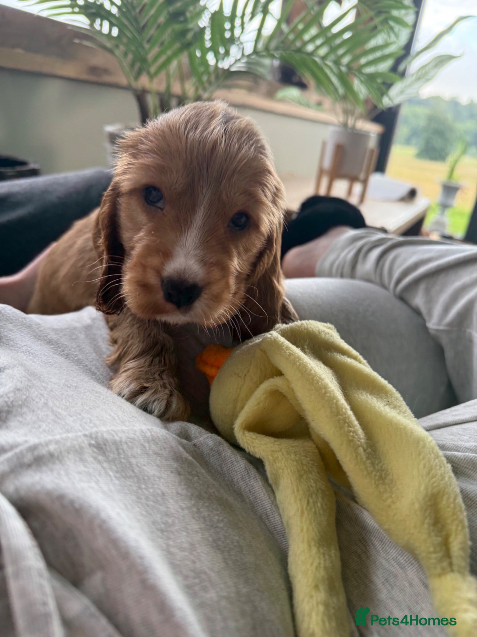 Cocker Spaniel dogs ✨ one golden boy available ✨ - Advert 19