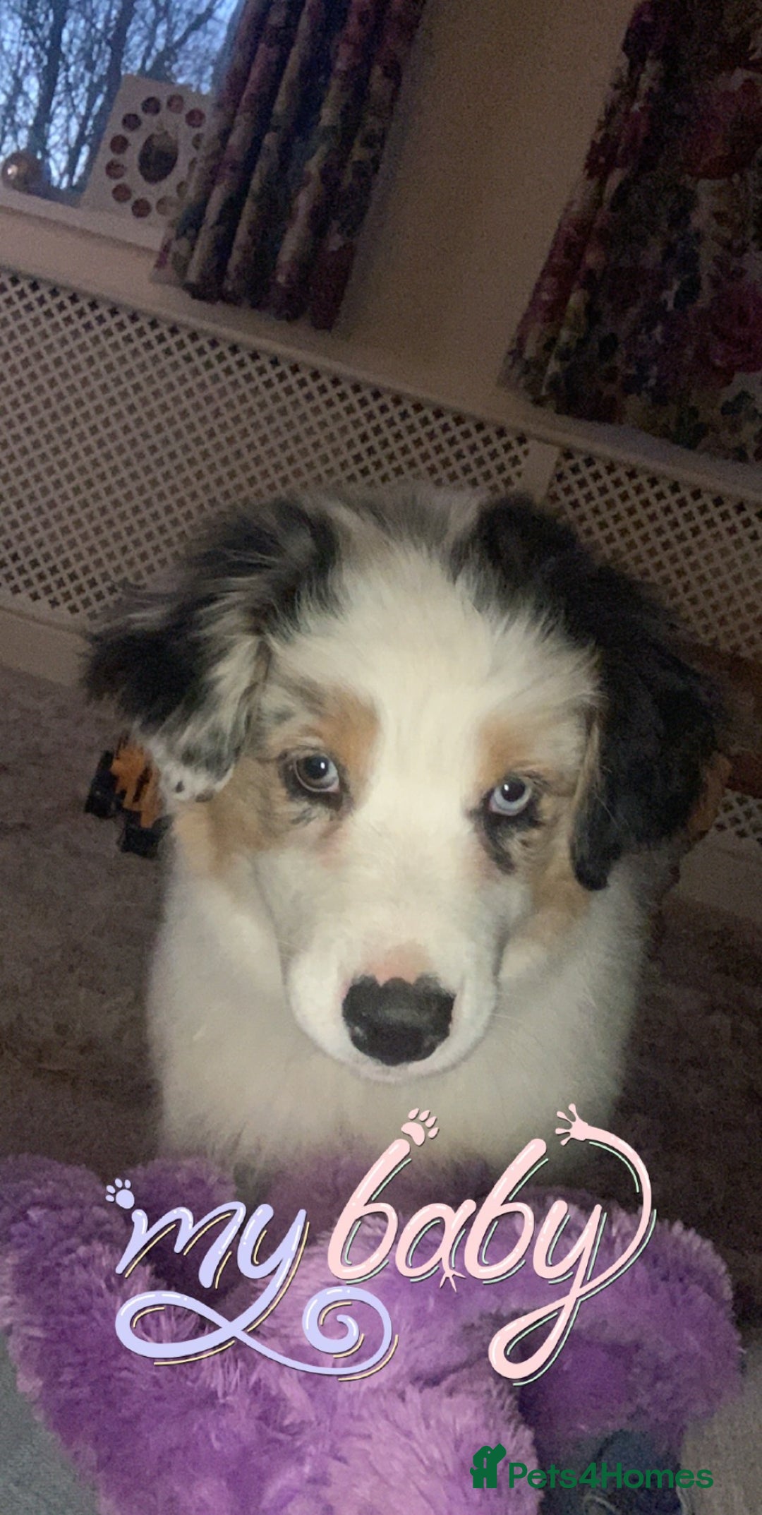 Australian Shepherd dogs for sale: Beautiful Australian Shepherd looking for new home - Image 14