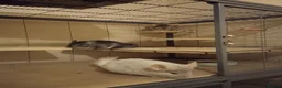 Chinchilla rodents for sale: 3 male chinchillas, plus  Critter Nation cage.  in Worthing - Advert 2