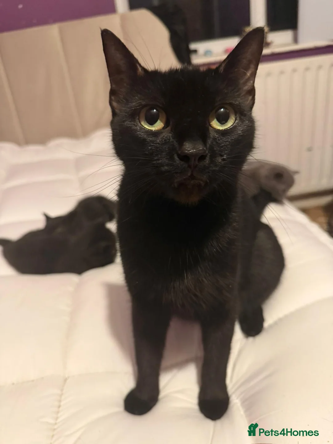 Mixed Breed cats for sale: Beautiful half British shorthair hair kittens - Advert 15