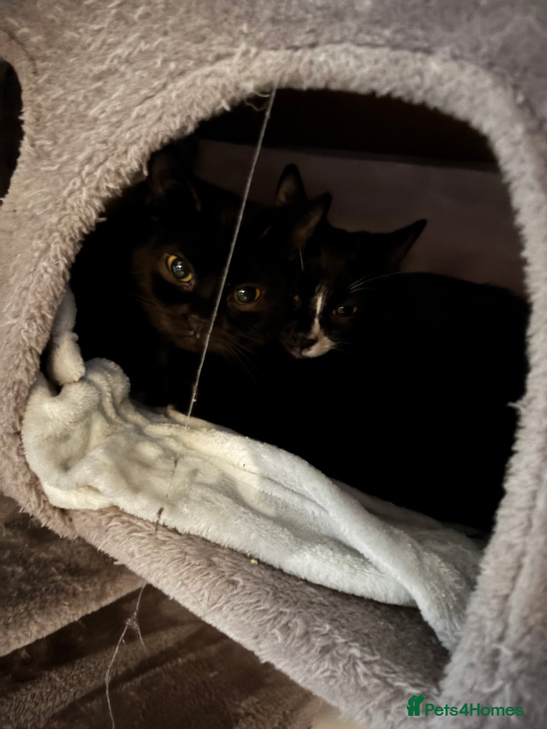 British Shorthair cats for sale: 2 beautiful sisters for sale - Advert 8