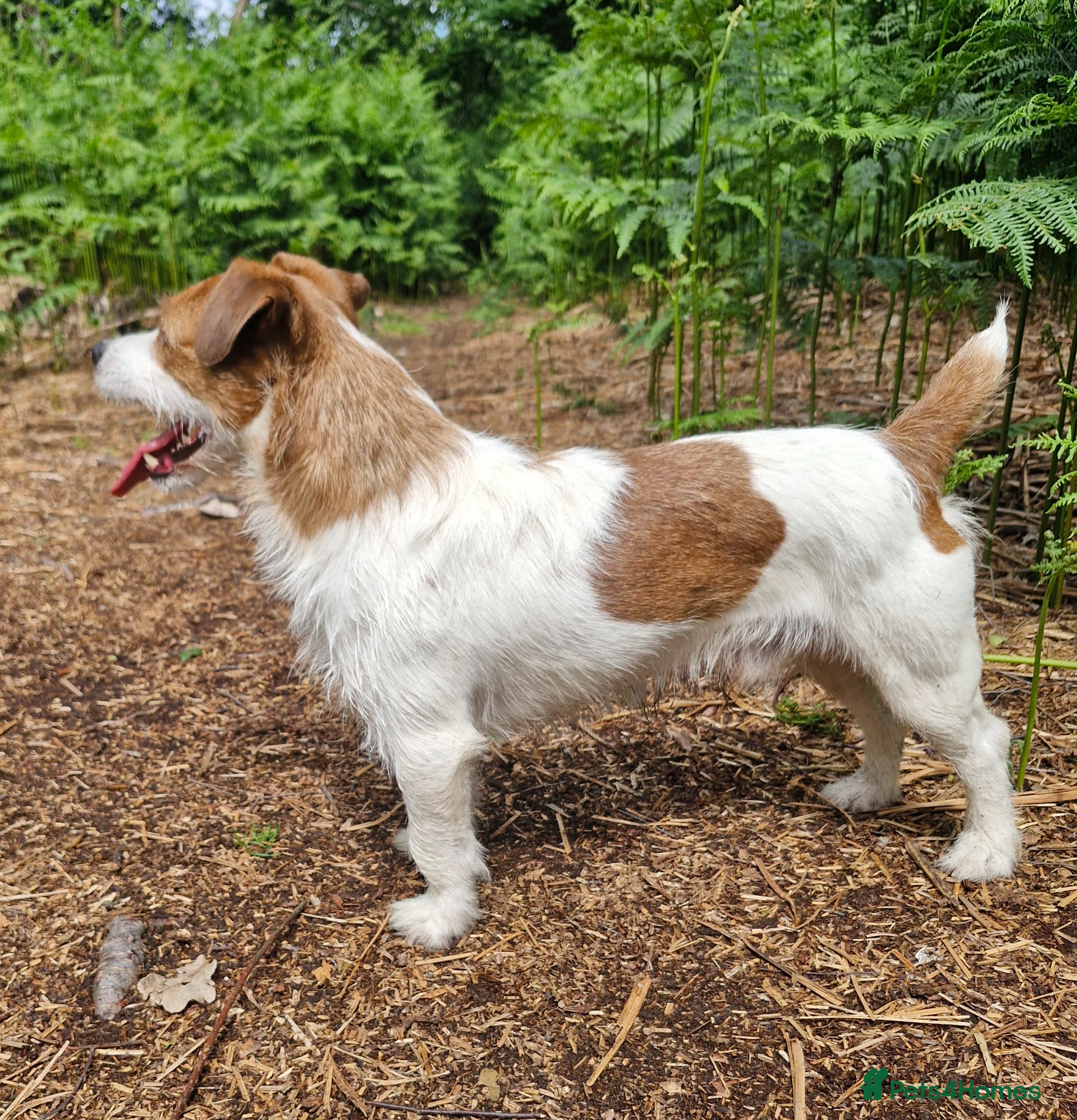 Jack Russell dogs JRT for stud - Advert 1