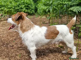 Jack Russell dogs JRT for stud - Advert 1