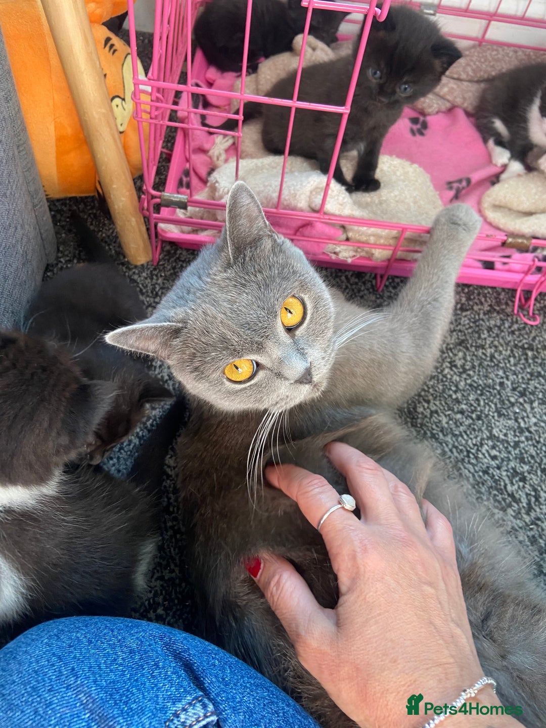 British Shorthair cats for sale: Cross British short hair kittens  - Image 7