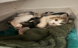 Mixed Breed cats for sale: 5 beautiful kittens for sale  - Image 9