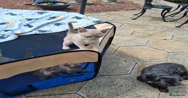Burmese cats - Advert 3