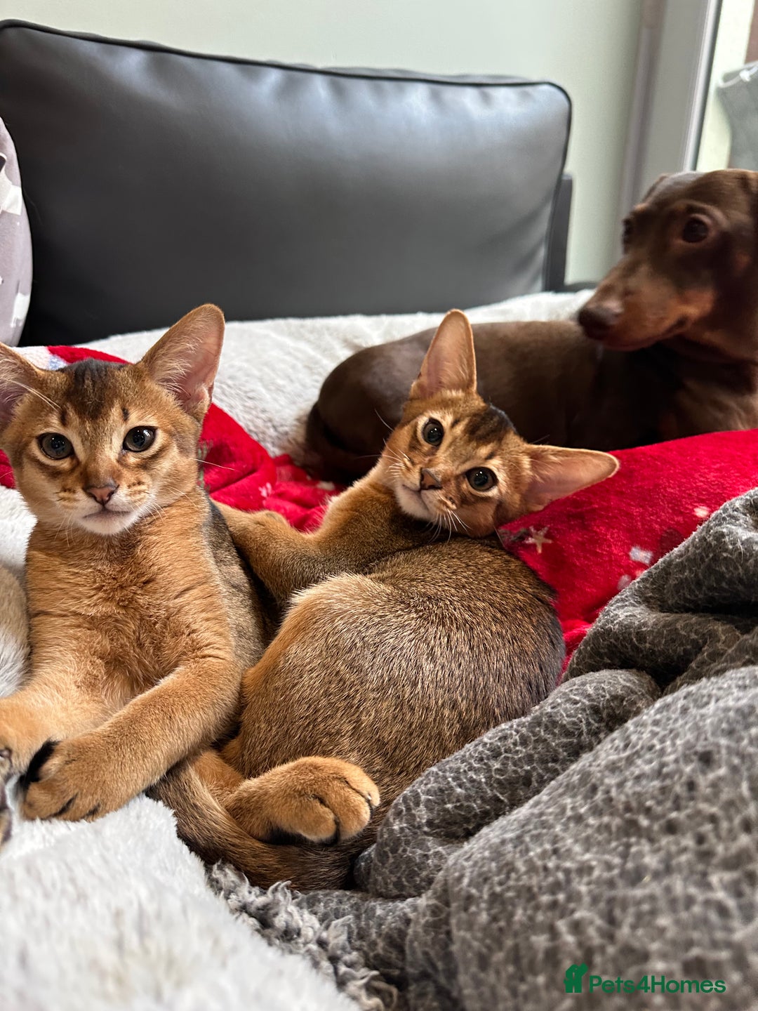 Abyssinian cats for sale: Pedigree Abyssinian kittens  - Advert 21