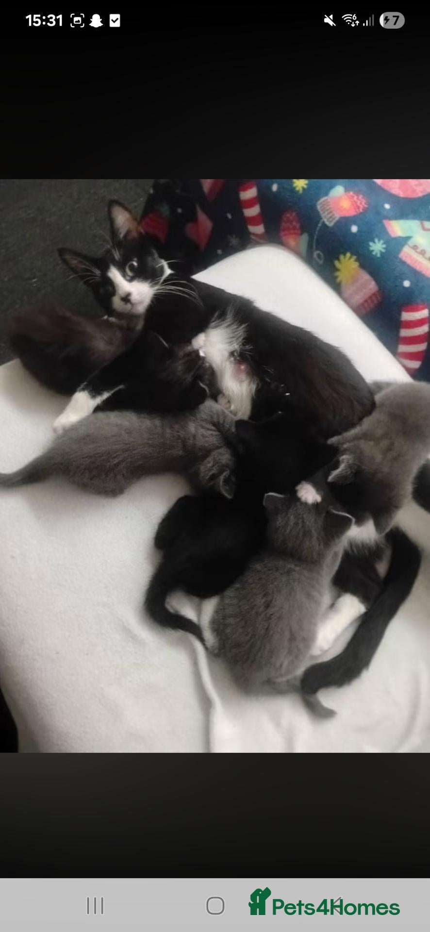 Domestic Shorthair cats Beautiful Kittens – 1 Male and 1 Female - Advert 2