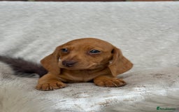 Miniature Dachshund dogs for sale: READY TO LEAVE Rainbow KC Reg Miniature Dachshunds - Image 31
