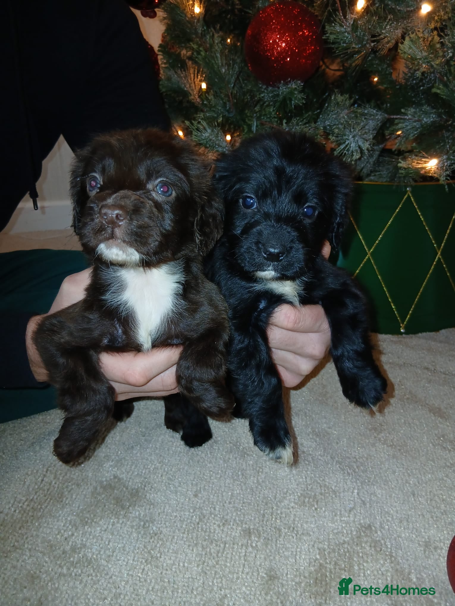 Cocker Spaniel dogs 2 beautiful cocker spaniel pups ready now - Advert 10