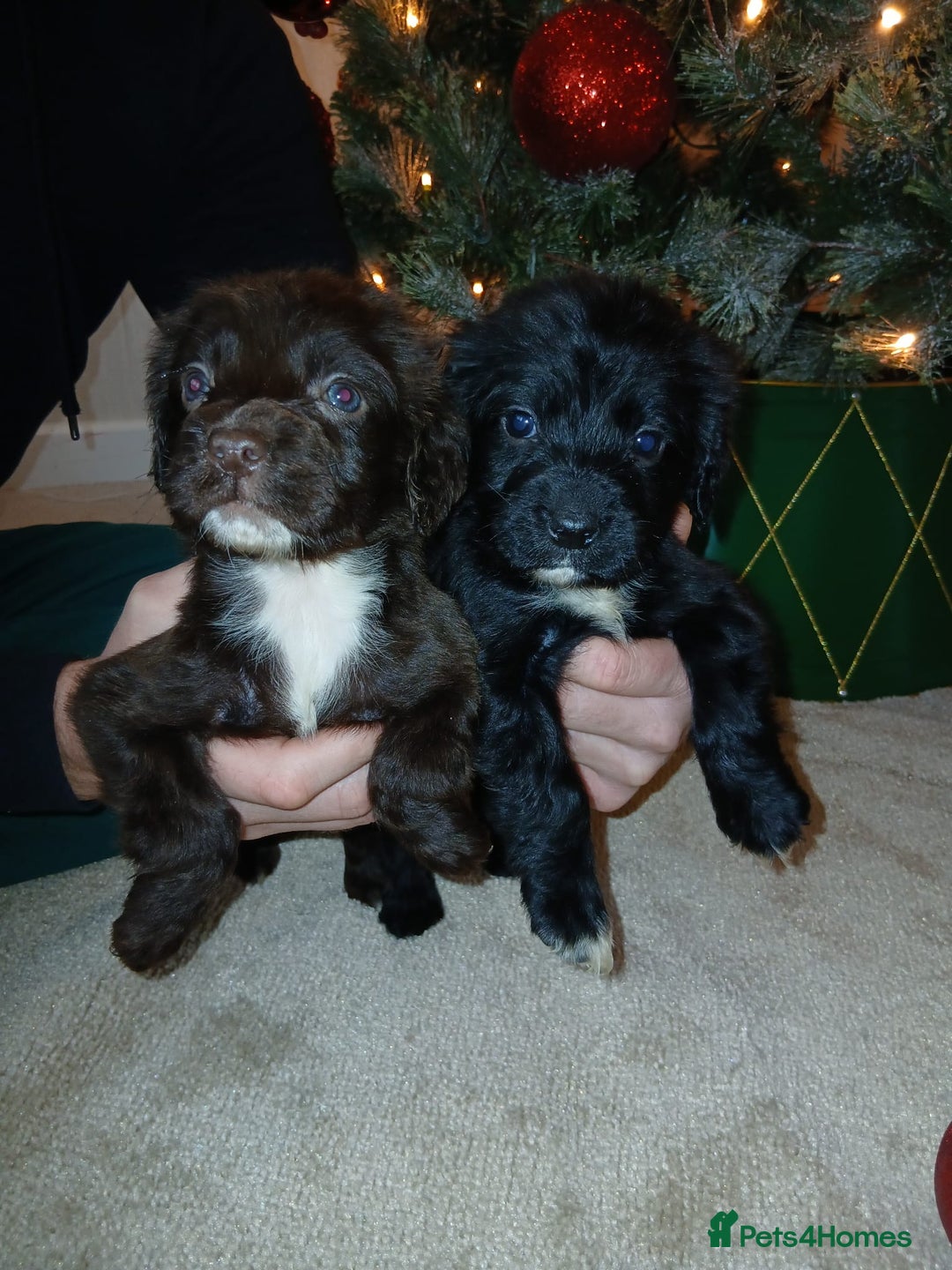 Cocker Spaniel dogs for sale: 2 beautiful cocker spaniel pups ready now - Advert 1