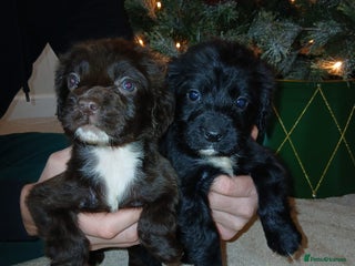Cocker Spaniel dogs 2 beautiful cocker spaniel pups ready now - Advert 5