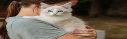 Ragdoll cats for sale: Tica Registered 💎 Ragdoll Kittens - Advert 4