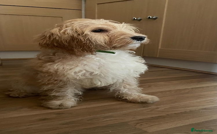 Cockapoo dogs - Advert 15