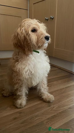 Cockapoo dogs - Advert 15