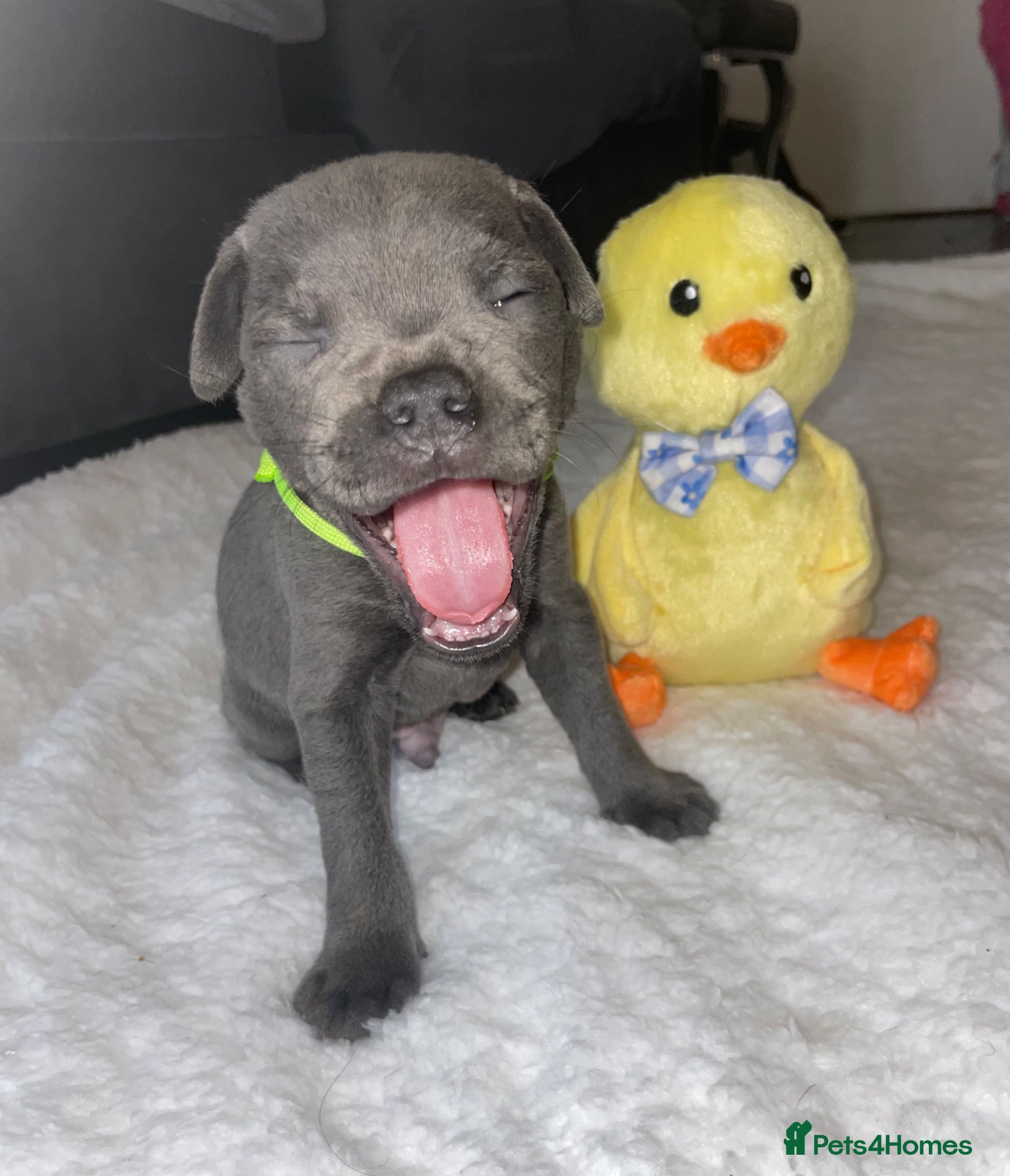 Staffordshire Bull Terrier dogs 7 beautiful KC staffy puppy’s  - Advert 10