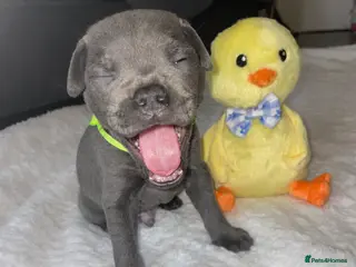 Staffordshire Bull Terrier dogs 7 beautiful KC staffy puppy’s - Advert 10