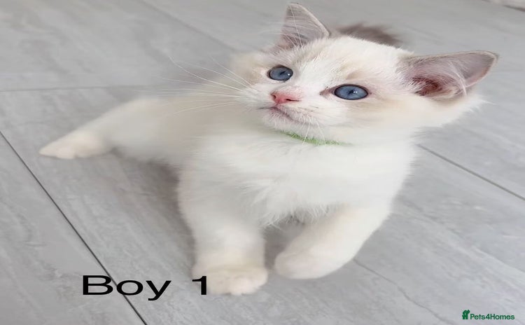Ragdoll cats - Advert 1