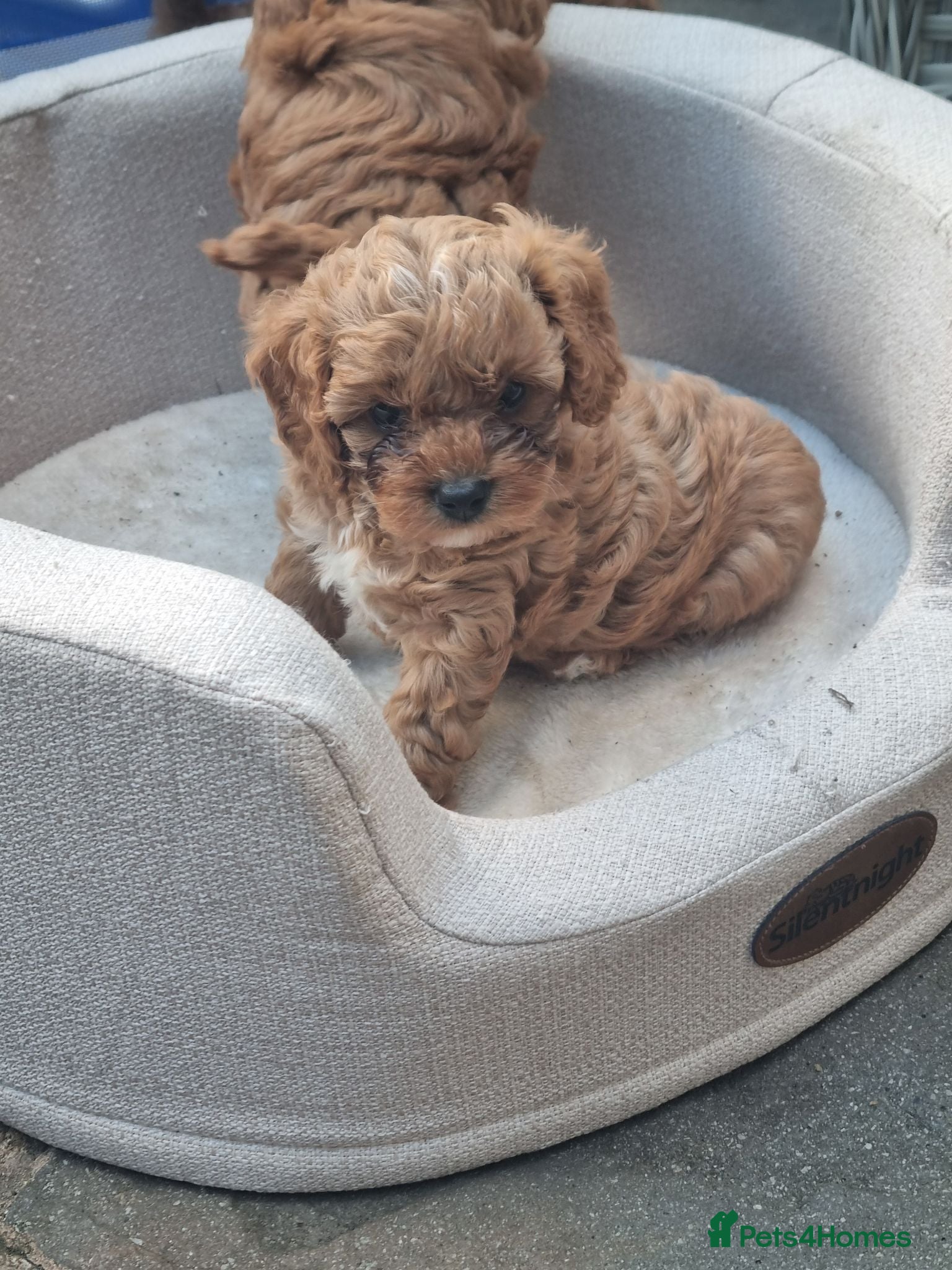 Cavapoo dogs Cavapoo F1b - Advert 18