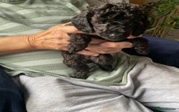 Toy Poodle dogs for sale: Toy poodle - Image 9
