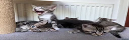 Mixed Breed cats for sale: Tabby Kittens For Sale - Advert 6