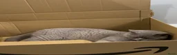 British Shorthair cats for sale: 💗 BEAUTIFUL LILAC FEMALE LOOKING 4 A NEW FAMILY  - Advert 3
