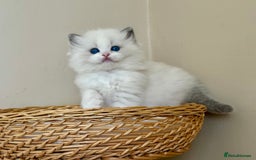 Ragdoll cats for sale: TICA REGISTERED  in Colchester - Image 13