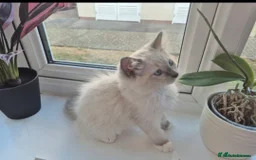 Ragdoll cats for sale: Four stunning blue point Ragdoll kittens - Image 1