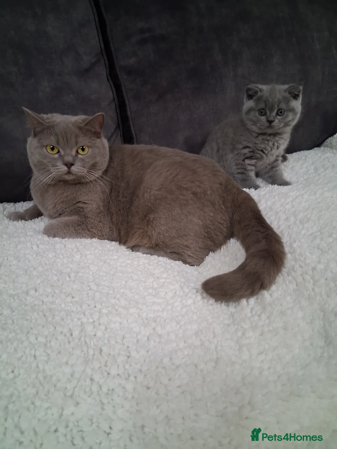 British Shorthair cats for sale: BRITISH SHORTHAIR KITTENS  in Salford - Advert 1