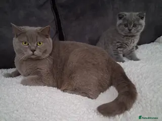 British Shorthair cats BRITISH SHORTHAIR KITTENS - Advert 3
