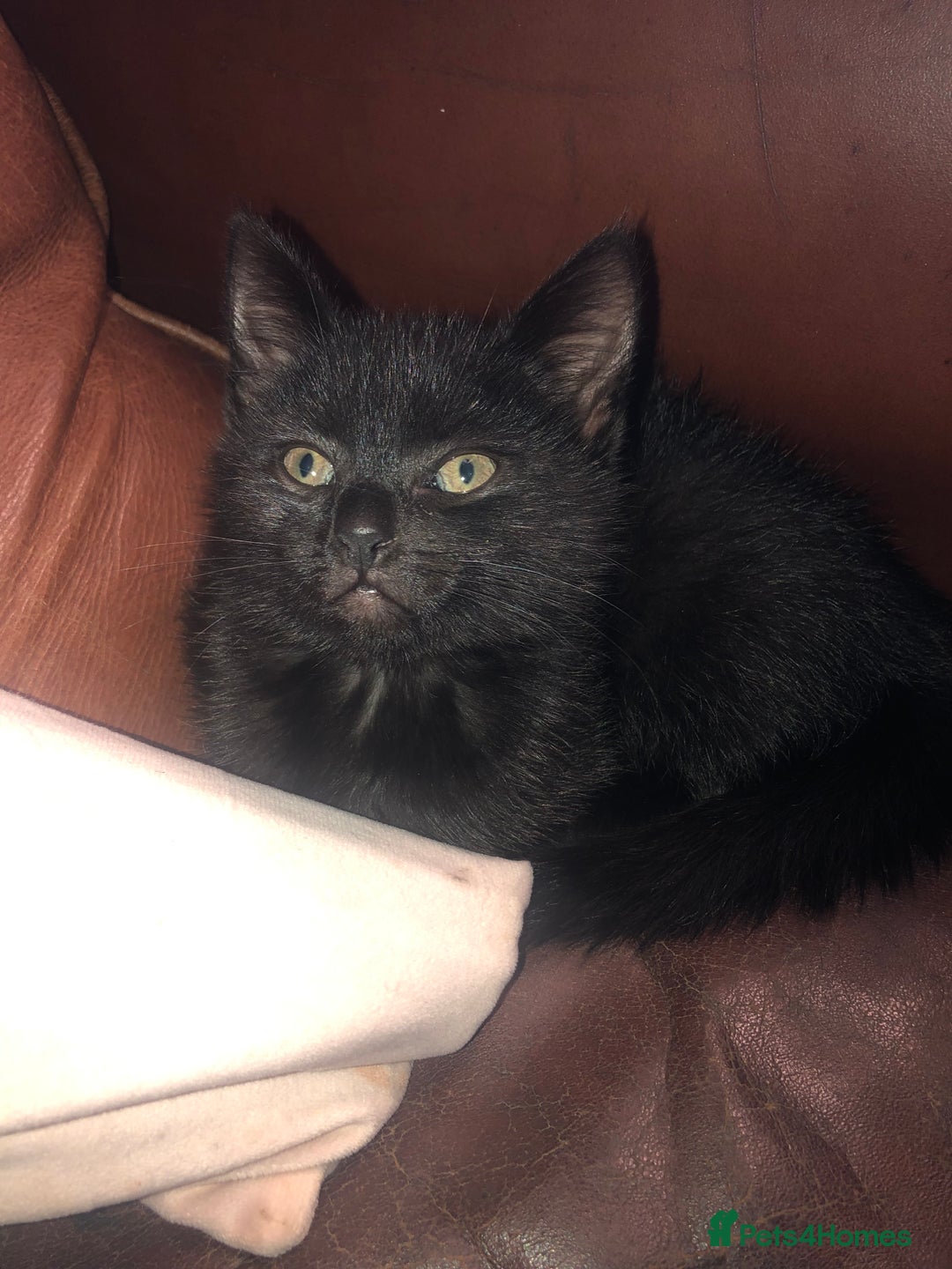 Mixed Breed cats for sale: Lovely little boy  - Image 1