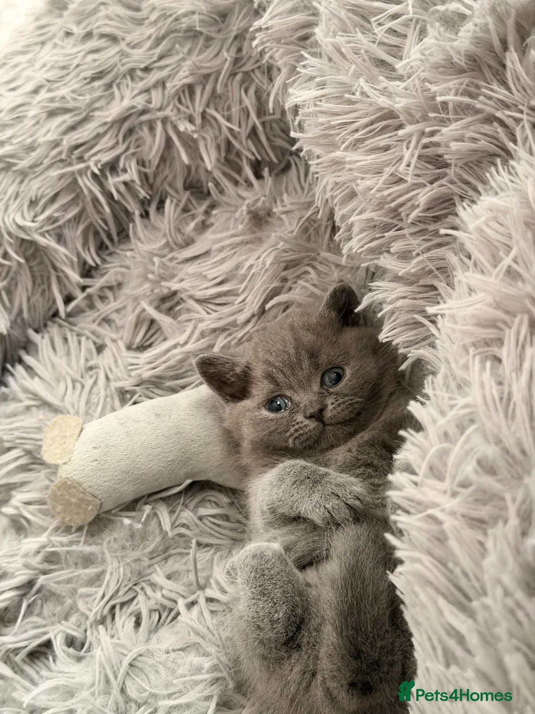 British Shorthair cats for sale:  British Shorthair Kittens  Boy and Girl - Advert 3