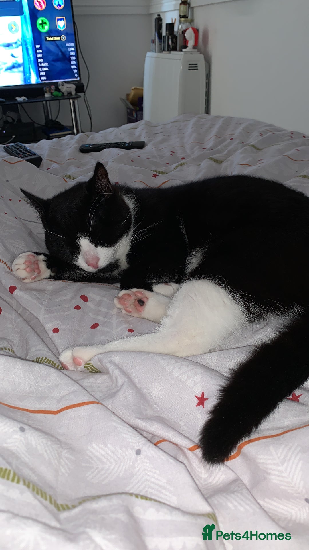 Mixed Breed cats for sale: 2 domestic shorthair/medium hair cats - Image 7